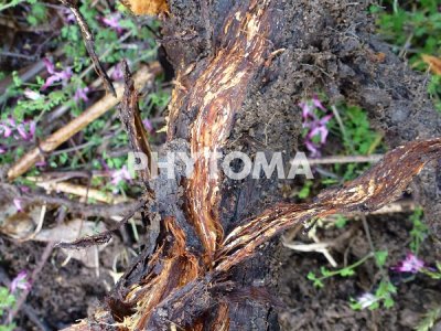 Podredumbre blanca radicular, causada por Armillaria mellea